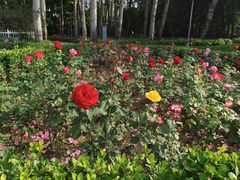 -仁和公园(顺义区)