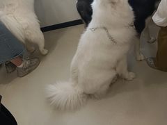 -共舞时光猫咖·狗咖(新街口店)