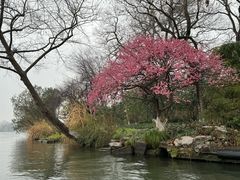 -西湖游船
