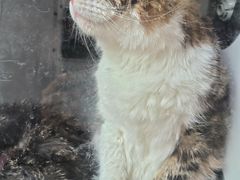 -瑞鹏宠物医院·夜间急症·心超·猫科(祖庙分店)