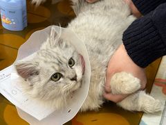 -美联众合动物医院·24h京西诊疗中心