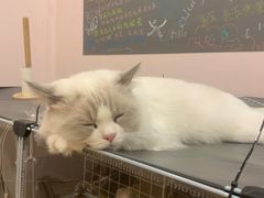 -猫咪派对(江南西店)
