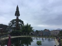 -桑洲油菜花景区