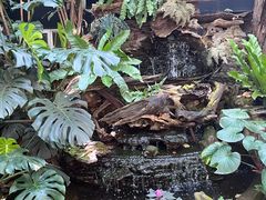 -Fern Forest Cafe