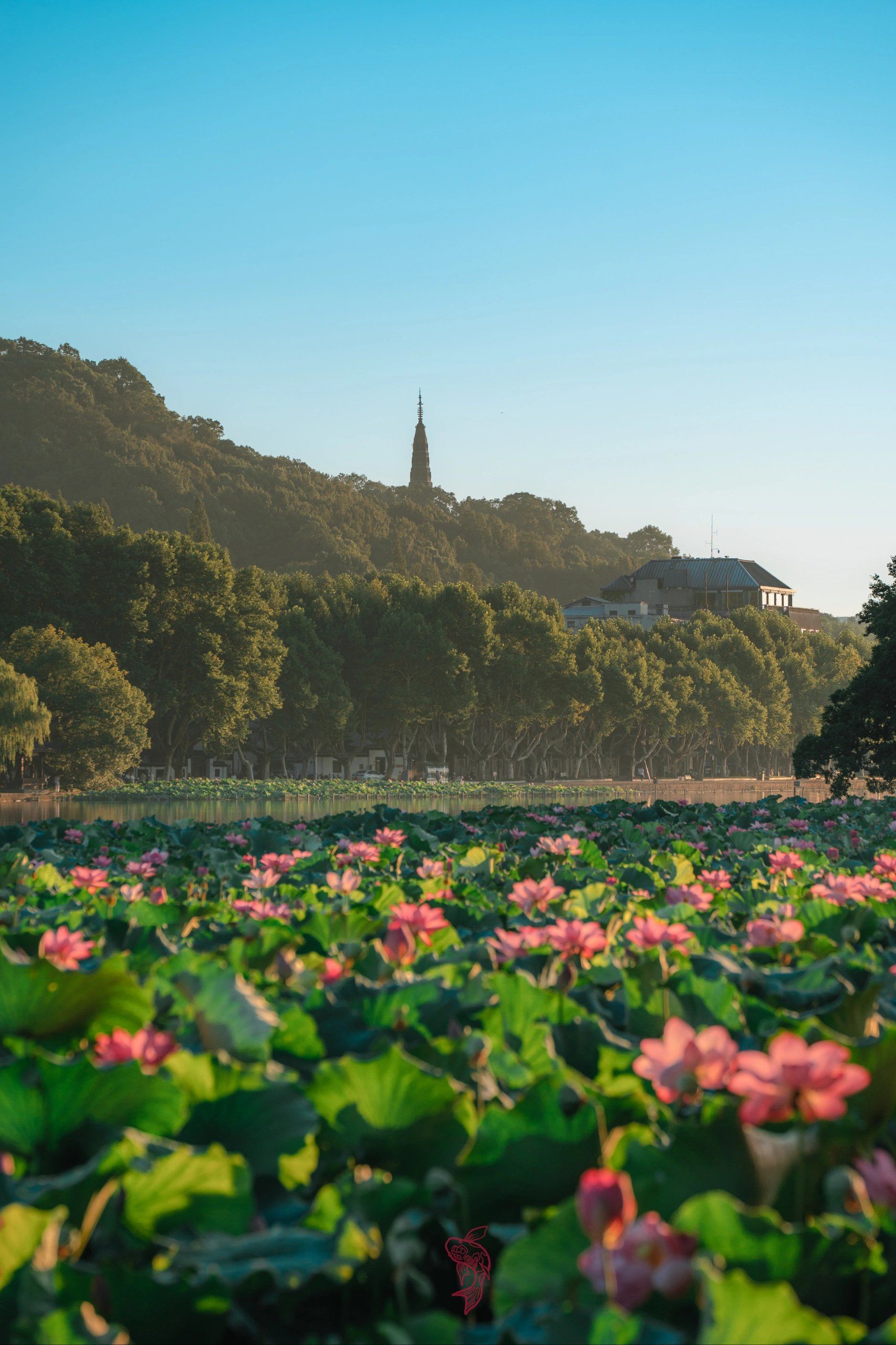 满池的荷花争芳斗艳