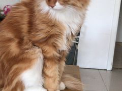 -平行世界·猫咖(首经贸店)