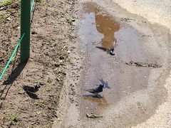 -长白岛森林公园