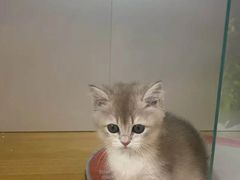 -青奢宠物·青奢猫舍