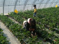 -甜心庄园·甜心草莓采摘园(西青中北店)