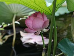 -宝鸡植物园