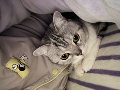 -瑞鹏宠物医院·超声·骨科·奇麟分院(蜀都万达店)