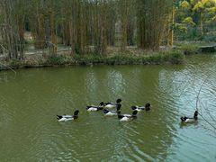 -天适樱花悠乐园
