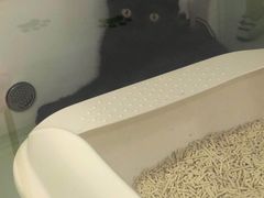 -糯米喵星人·撸猫猫舍咖啡馆(西市场嘉华店)