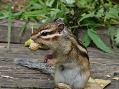 -五营红松林海景区