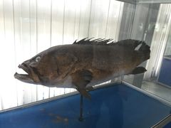 -上海海洋大学鱼文化博物馆(军工路校区)