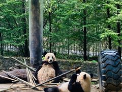 -都江堰中华大熊猫苑