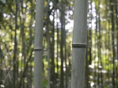 -邓小平故里
