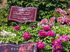 -曹州百花园