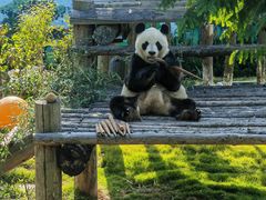 -西霞口神雕山野生动物世界