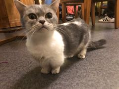 -猫色咖啡·猫咖