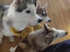 -Husky Go! 哈士奇体验馆·宠物咖啡厅狗咖