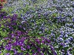 -杭州湾海上花田景区