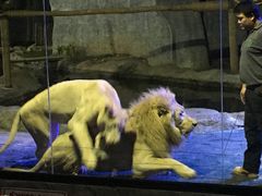 -清迈夜间动物园