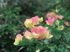 -中国科学院西双版纳热带植物园