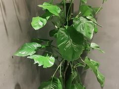 -鸽子窝(宋庄店)