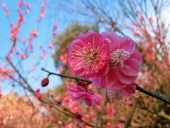 景点-南京古林公园