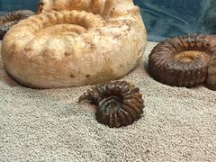 -大同煤炭博物馆