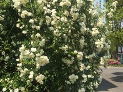 -檀香花苑