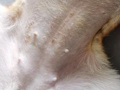 -宠爱国际动物医院· 猫科· 外科·中兽医(长白店)