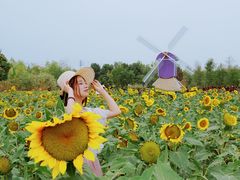 -金卉庄园
