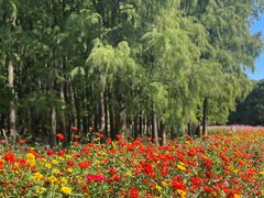 -上海共青森林公园