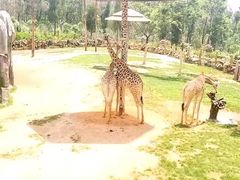 -云南野生动物园