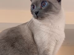 -滚猫咖啡·猫咖·猫友好撸猫(未来城店)