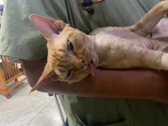 -达爱动物医院·犬猫分区·CT·复杂眼科(远洋山水分院)