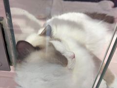 -FAELING PETS美天灵宠物(富力广场店)