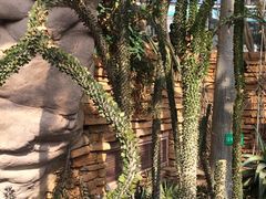 -北京植物园-展览温室