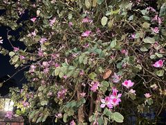 -花苑里咖啡(威远店)
