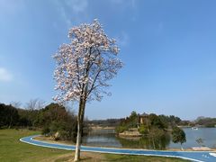 -宜兴龙背山森林公园