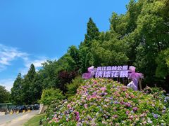 -上海滨江森林公园