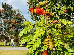 -中国科学院西双版纳热带植物园