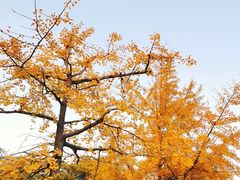 -八大关景区