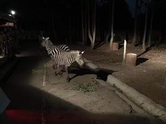 -清迈夜间动物园