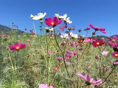 -紫海香堤香草艺术庄园