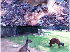 -费瑟代尔野生动物园