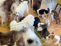-Let's go狗咖·猫咖·奶狗·桌游(春熙路IFS店)