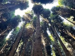 -武陵山森林公园